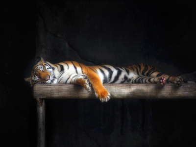 тигр, кошка, шерсть, сон