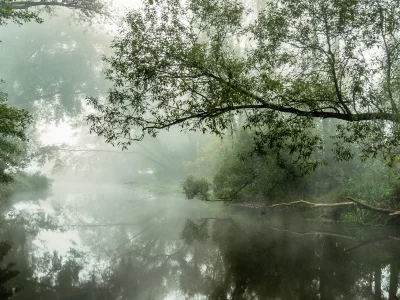утро, туман, река, деревья