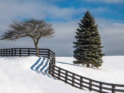 снег, елка, забор, зима, дерево