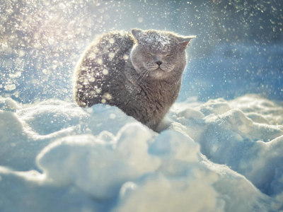 зима, кот, снег, кошка, животные
