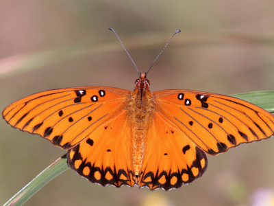 бабочка, оранжевая