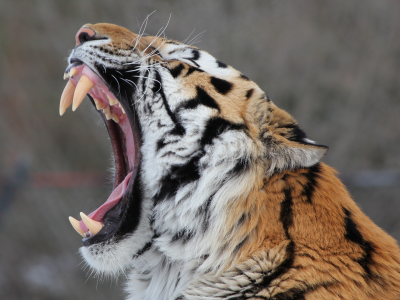 амурский тигр, дикая кошка, морда, профиль, хищник