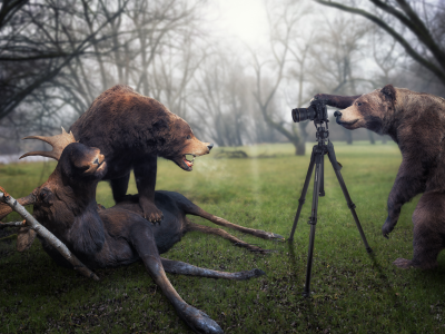 медведи, фотограф, лось, трофей