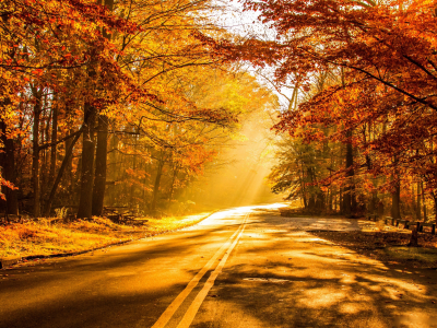 дорога, лес, солнце, осень