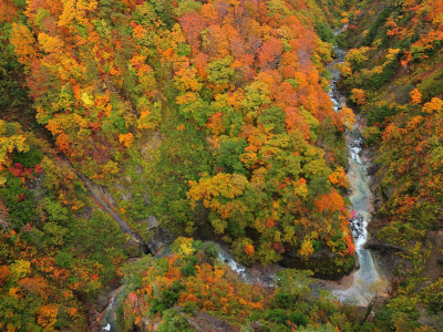 лес, осень, река