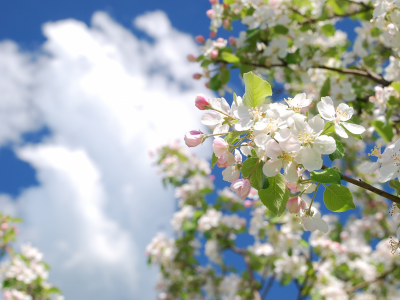весна, дерево, яблоня, ветка, цвет, небо, облака