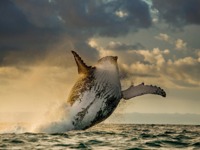 океан, кит, млекопитающие, прыжок