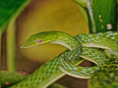 змея, зелёная
