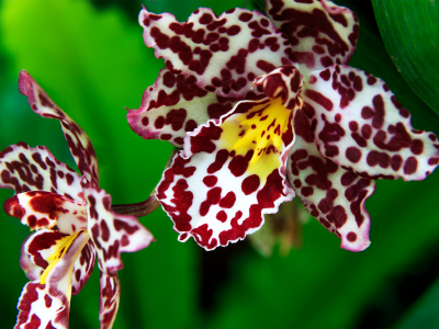 орхидея, экзотика, макро