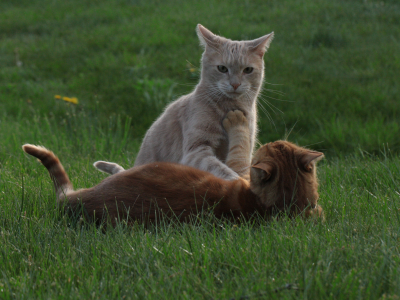 кошка, игра, рыжие, кот, трава