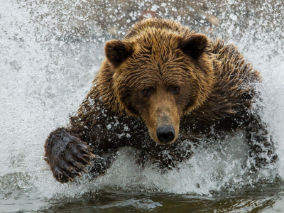 медведь, вода, брызги