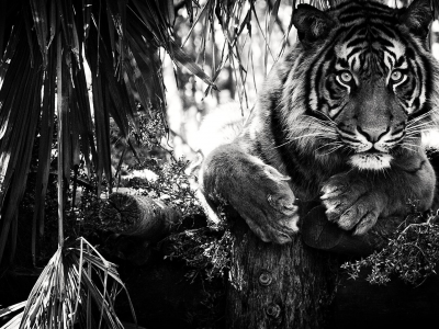 тигр, взгляд, хищник