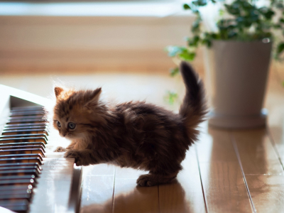 котенок, пианино, играет