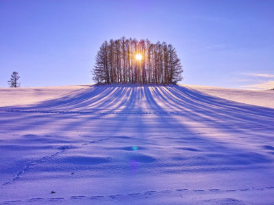 снег, поле, день, деревья, солнце