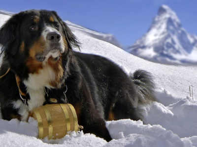 собака, berner sennenhund, снег, dog, горы, бернский зенненхунд