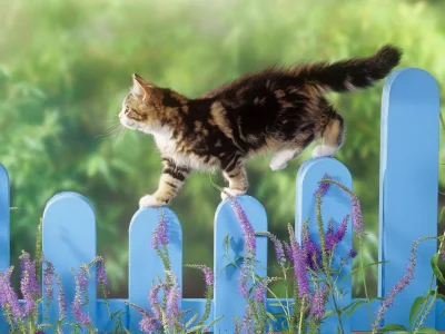 кот, забор, цветы