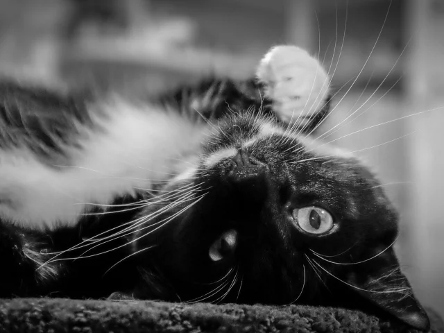кот, взгляд
