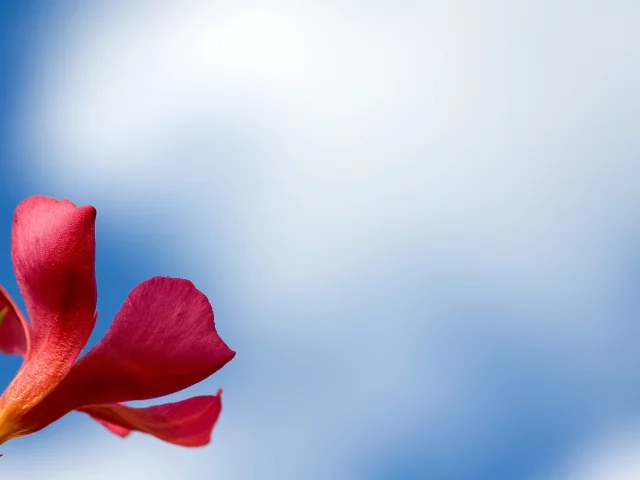 цветок, обои, фон, red, макро, flower, лепестки, красный, macro