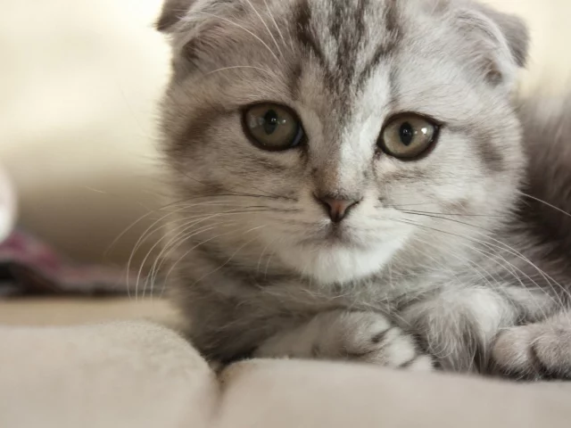 кот, кошка, мордочка, серый, лежа