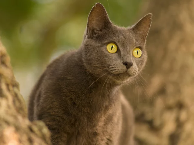 кот, кошка, глазища, взгляд