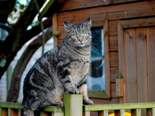 кот, кошак, кошка, забор