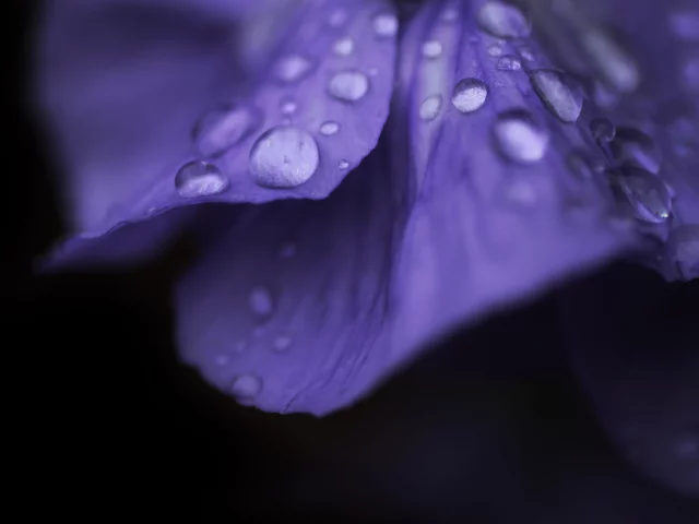 flower, макро, цветок, капля, роса, macro, цветочек, капли
