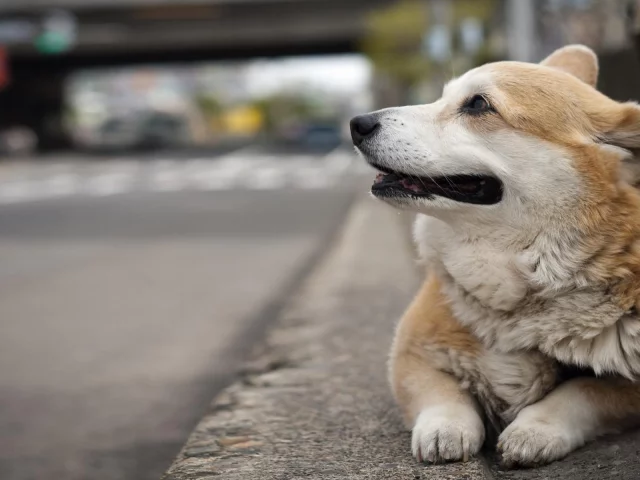 вельш корги, пемброк, фон, welsh corgi, улица, собака, pembroke