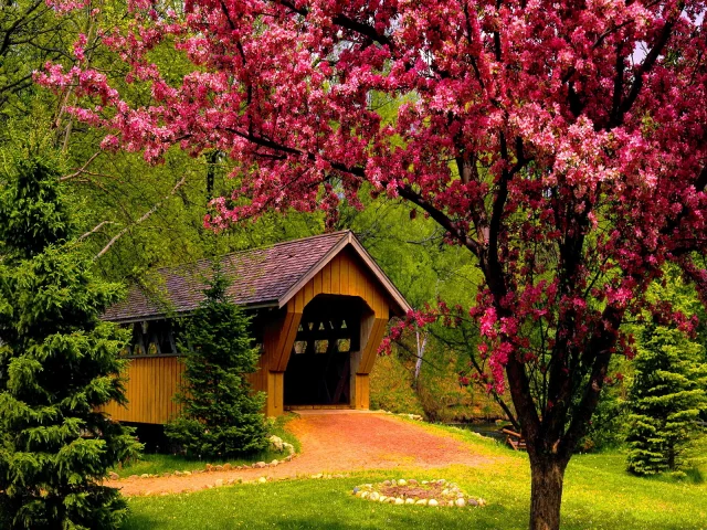 forest, bridge, tree, patch