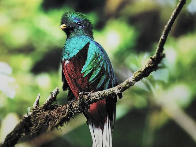 Quetzal, guatemala