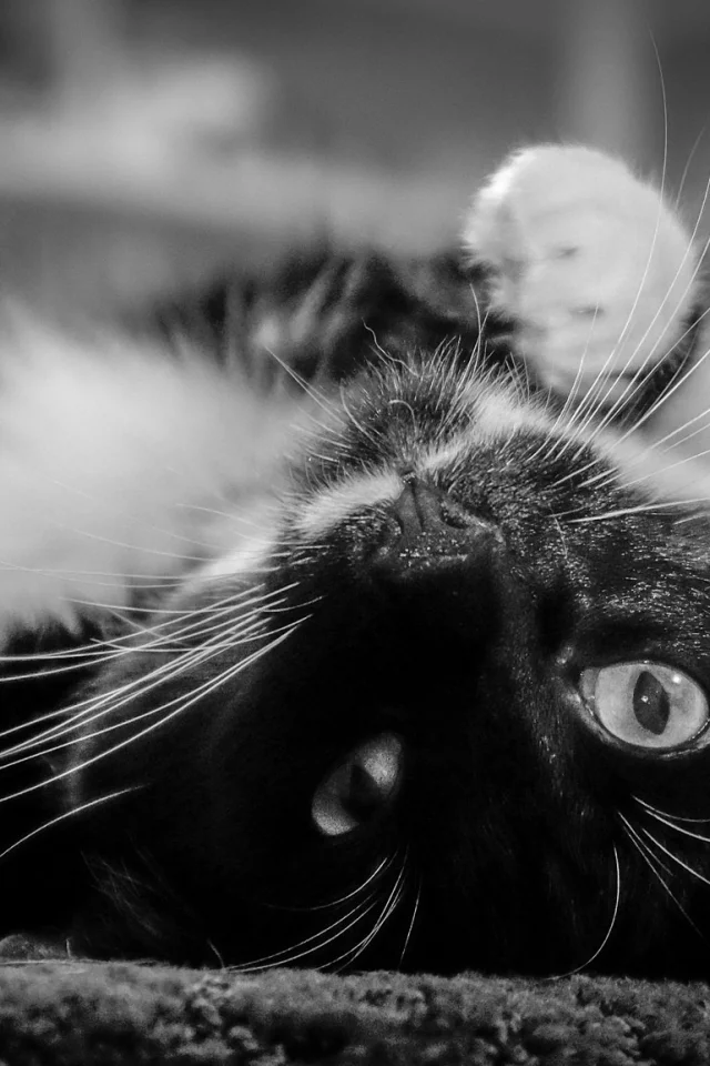 кот, взгляд