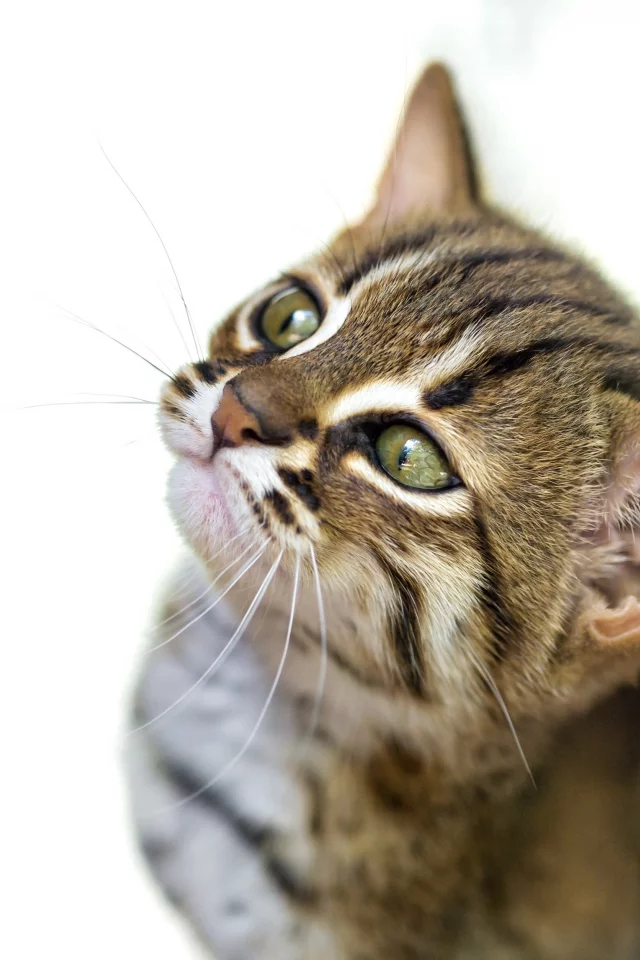 дикая, кошка, фон