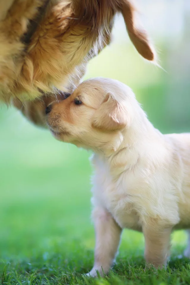 мама, golden retriever, щенок
