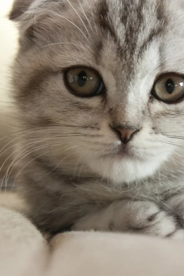 кот, кошка, мордочка, серый, лежа