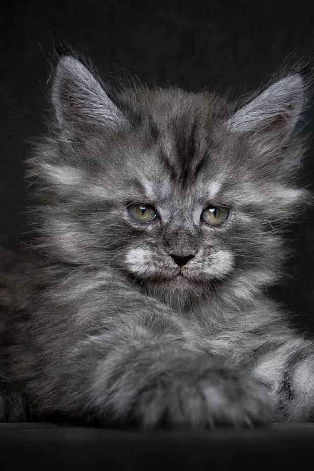 котёнок, мей-кун