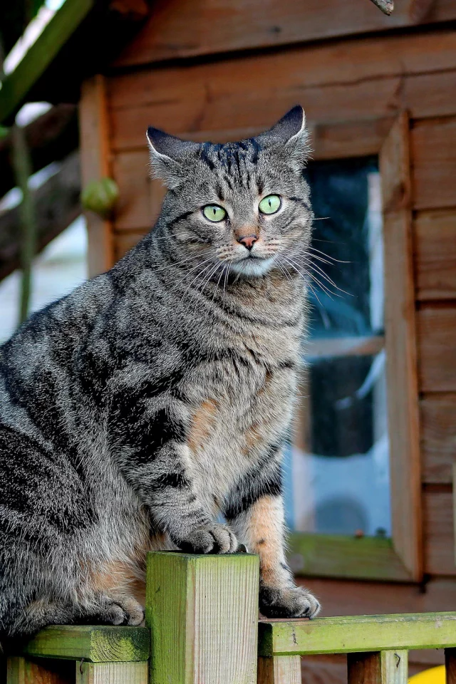 кот, кошак, кошка, забор