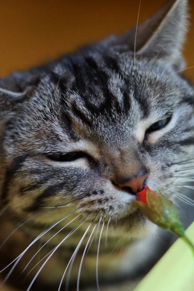кот, кошак, котяра, цветок