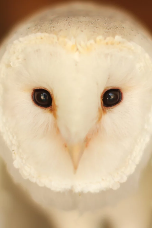 Barn Owl, птица, сова, взгляд
