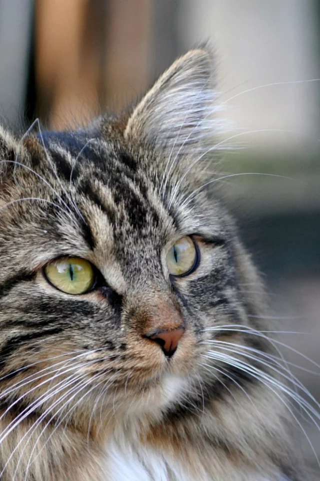 cat, взгляд, кот