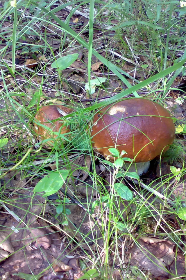 Грибы, лес