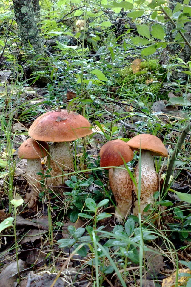 Грибы, лес