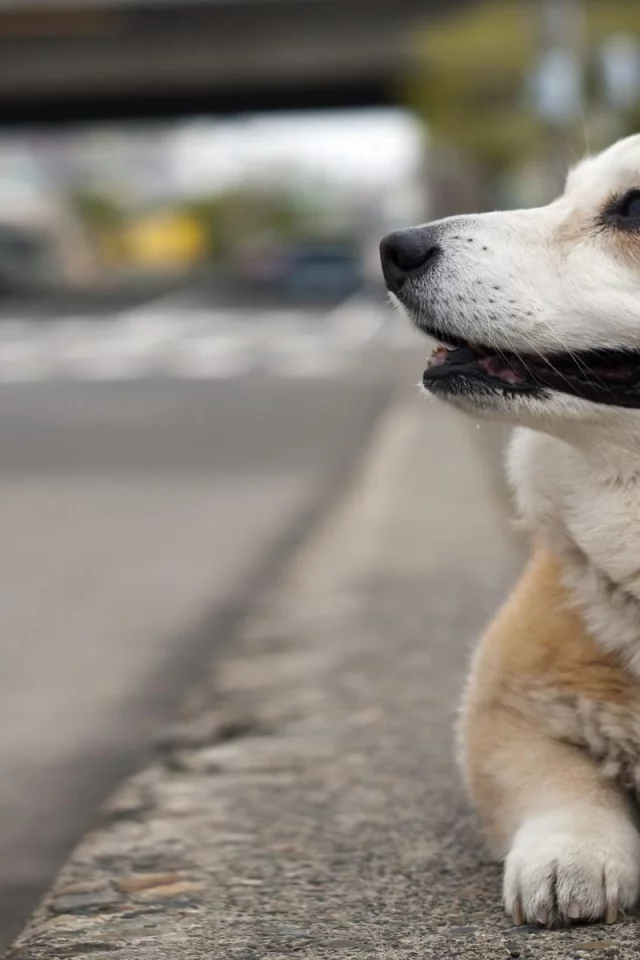 вельш корги, пемброк, фон, welsh corgi, улица, собака, pembroke