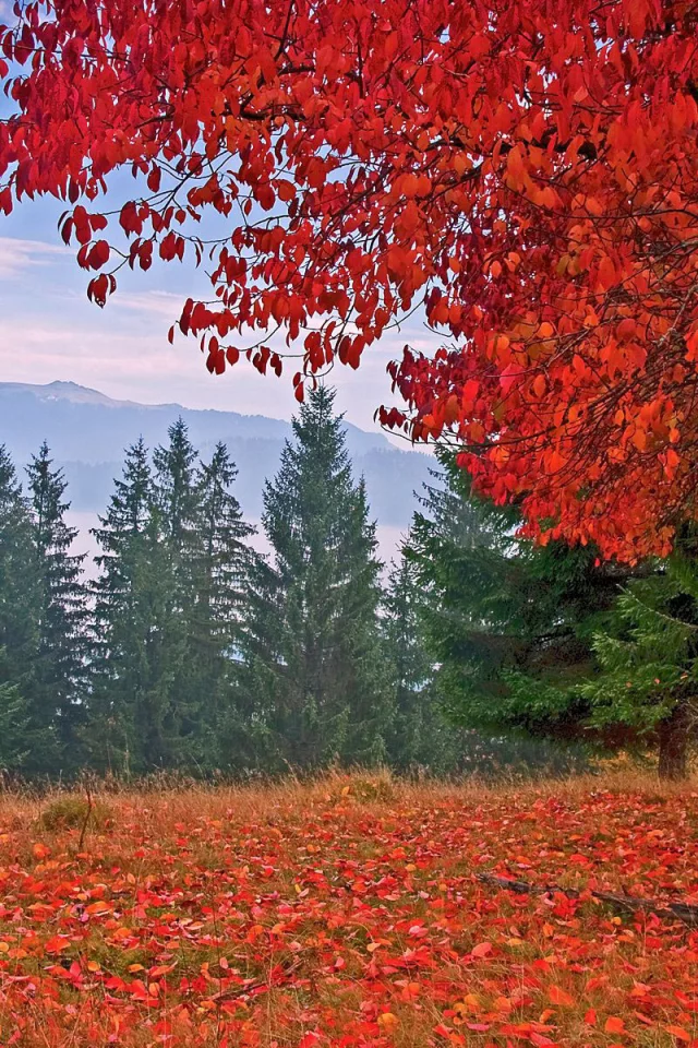 autumn, colors, trees, mountain, leaves, grass