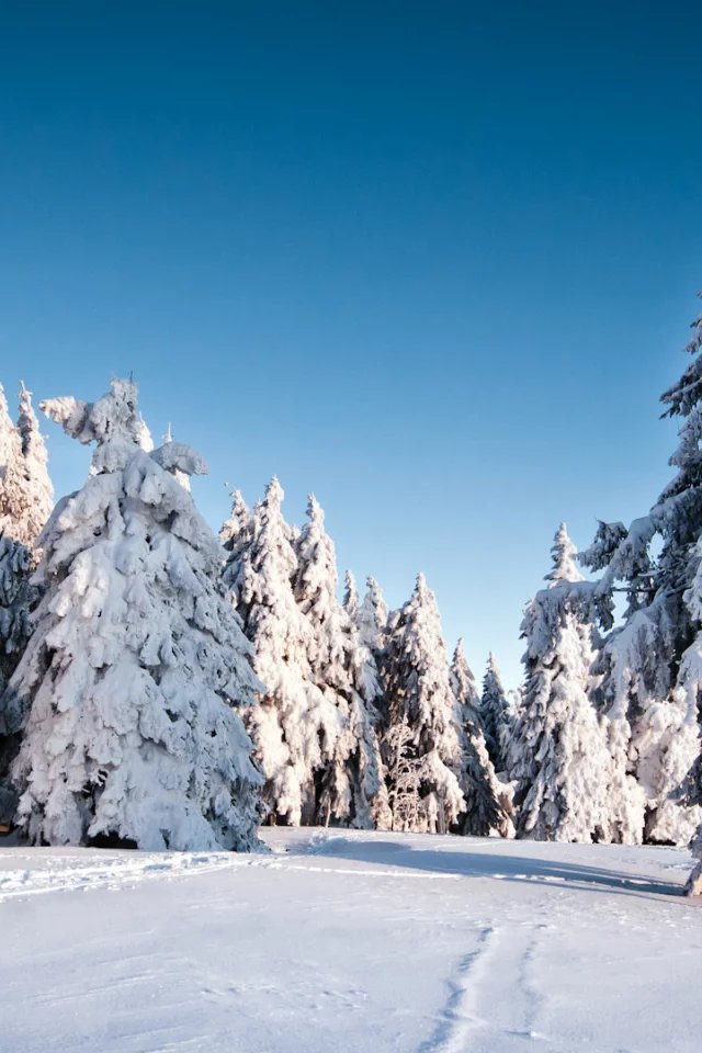 природа, елки, фон, ель, trees, деревья, снег, зима, winter, snow