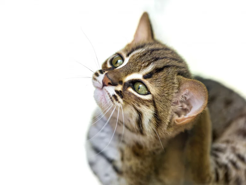 дикая, кошка, фон