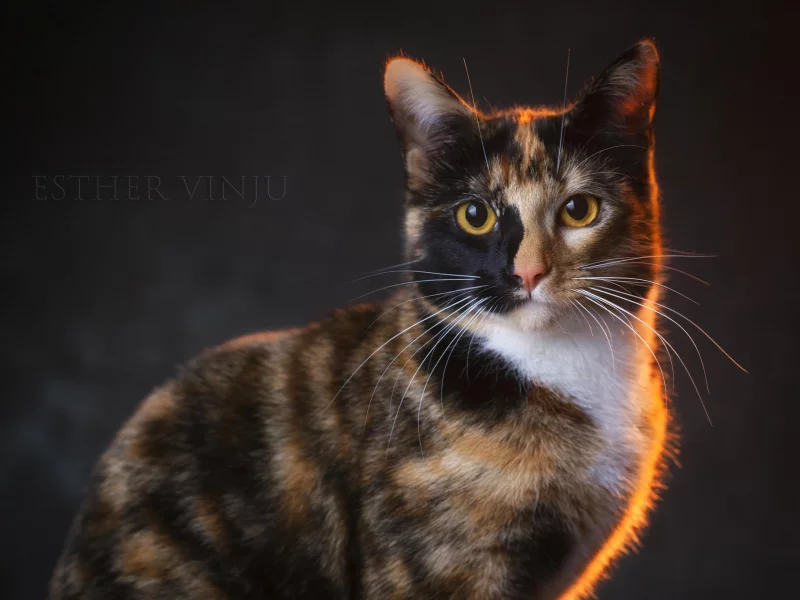 киса, коте, кот