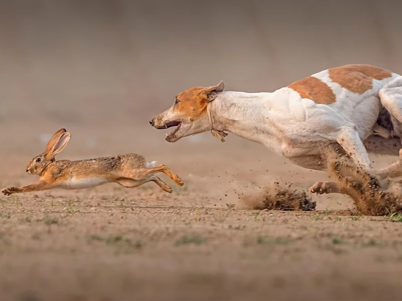 заяц, собака, death race