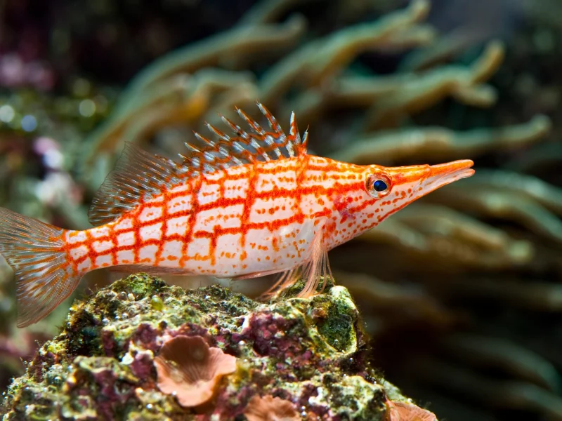 red, stripped, tropical, sea fish, underwater, coral, красные, раздели, тропический, морской рыбы, подводный мир, коралловые