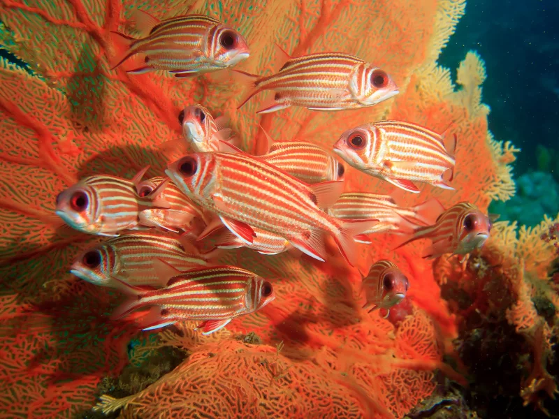 beautiful, squirrel fish, sea fan, рыбы, море фана, белка, coral, коралловый