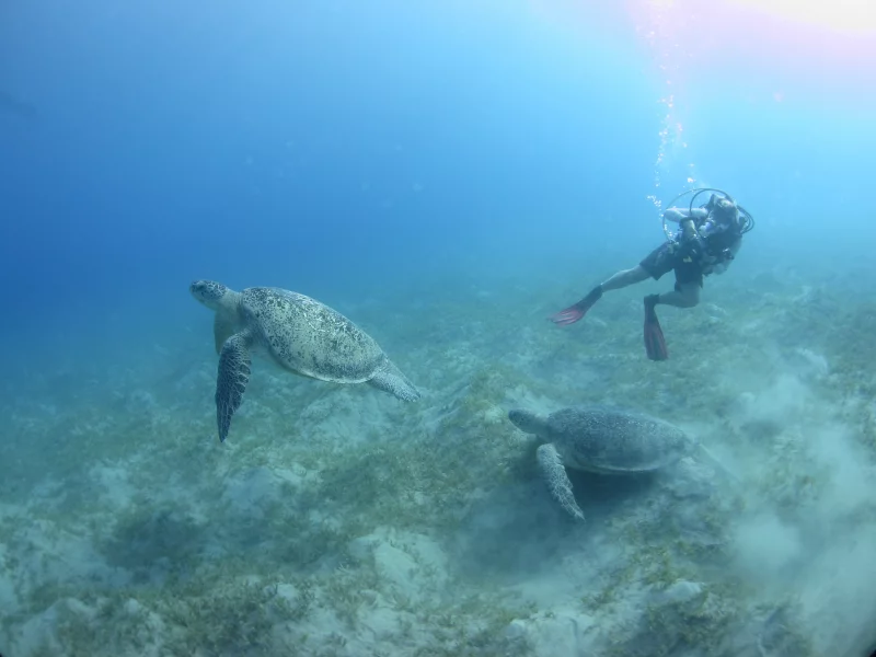 черепахи, море, глубина, водолаз