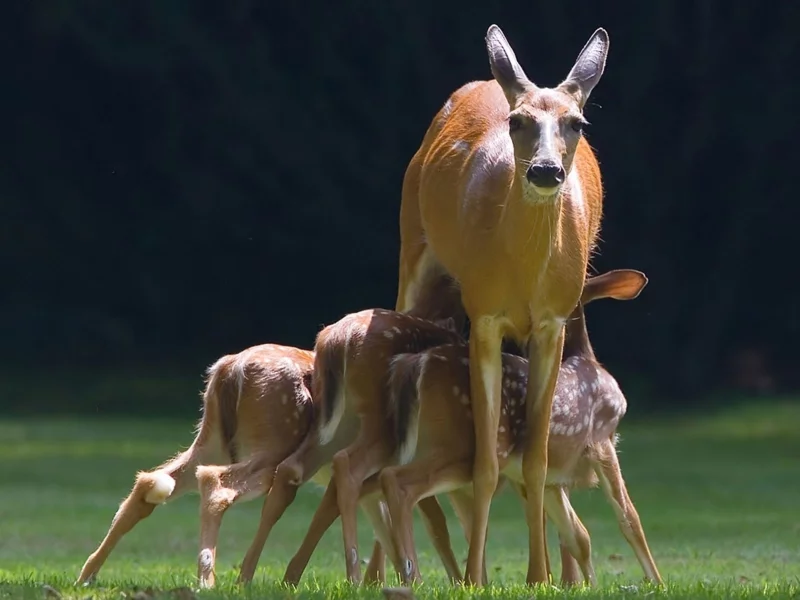 животные, оленята, олениха, doe, deer, fawns, олень, фон, animals
